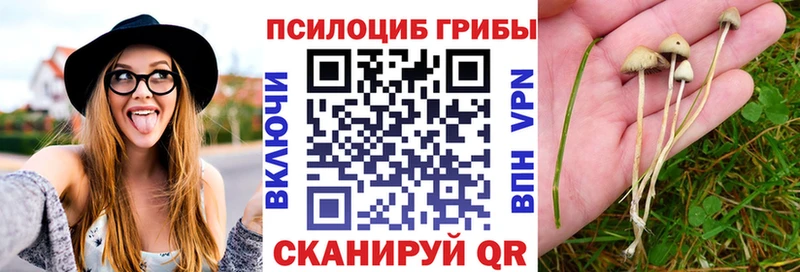 Псилоцибиновые грибы Psilocybine cubensis где найти Ачинск