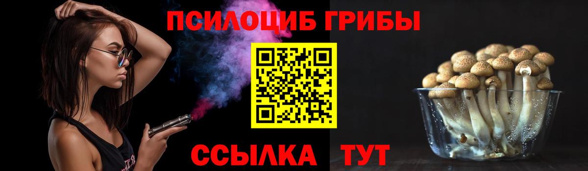 Галлюциногенные грибы Psilocybe Ачинск